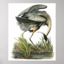 Audubon Heron Poster