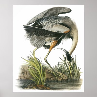 Audubon Heron Poster by ThePosterShoppe