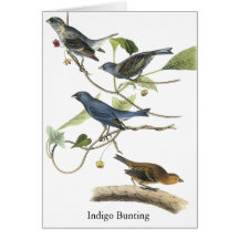 Audubon Indigo Bunting Print Greeting Cards