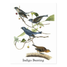Audubon Indigo Bunting Print Post Cards