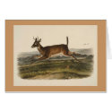 Audubon - Long-Tailed Deer cards by LisasLair Audubon - Long-Tailed Deer cards