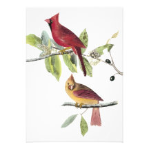 Audubon Northern Cardinal Announcement