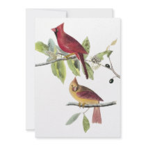 Audubon Northern Cardinal Announcement