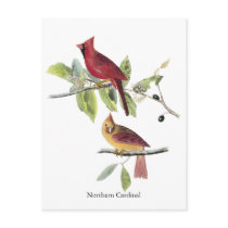 Audubon Northern Cardinal Postcard