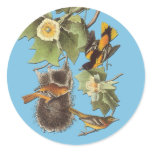 Audubon Northern Oriole Bird Art Stickers