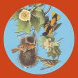 bird, birds, birding, birdwatching, birdwatcher,