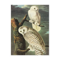Audubon Owls Postcard