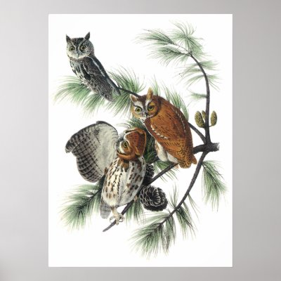 Audubon Owls Poster by ThePosterShoppe