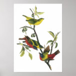 Audubon Painted Bunting Poster
