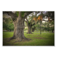 Audubon Park Live Oaks Photographic Print