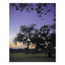 Audubon Park Sunset Photo Art