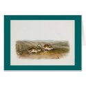 Audubon - Pouched Jerboa Mouse cards