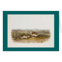 Audubon - Pouched Jerboa Mouse cards