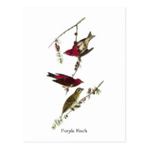 Audubon Purple Finch Post Cards