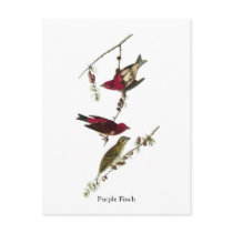 Audubon Purple Finch Post Cards