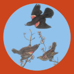 bird, birds, birding, birdwatching, birdwatcher,