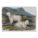 Audubon - Rocky Mountain Goat Greeting Cards