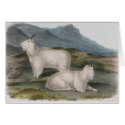 Audubon - Rocky Mountain Goat cards
