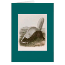 Audubon - Texan Skunk cards