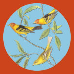 bird, birds, birding, birdwatching, birdwatcher,