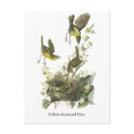 Audubon Yellow-breasted Chat Postcards