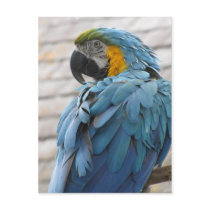 Audubon Zoo Post Card