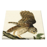Audubon's Barred Owl Premium Matte Canvas