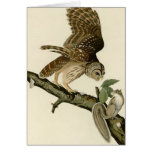 Audubon's Barred Owl Note Card