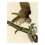 Audubon's Barred Owl Postcard