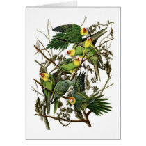 Audubon's Carolina Parakeets Greeting Card