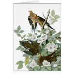 Audubon's Mourning Dove Note Card