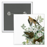 Audubon's Mourning Dove Square Button