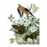 Audubon's Mourning Dove Postcard