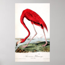 Audubon's Red Flamingo Print