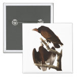 Audubon's Turkey Vulture Square Button
