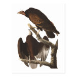 Audubon's Turkey Vulture Postcard