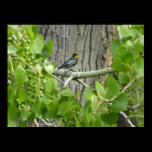 Audubon's Warbler Poster Print