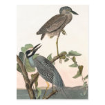 Audubon's Yellow-crowned Heron Postcard