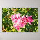 August Flowers Poster posters