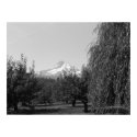 August Mt Hood Poster print