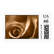 August Rose Wedding Postage Stamp by TDSwhite August Rose Wedding Postage Stamp
