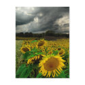 August storm , postcard by GinaSignore August storm , postcard