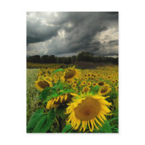 August storm , postcard