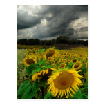 August storm , postcard postcards