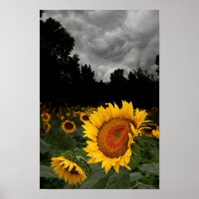 August storm posters by GinaSignore