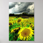 August storm,poster