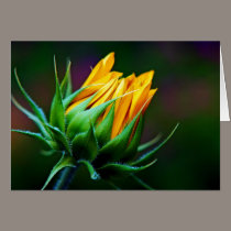 August Sunflower cards by zeebuzz August Sunflower cards
