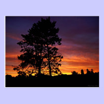 August Sunrise Postcard postcards
