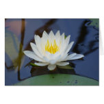 August Waterlily Greeting Card