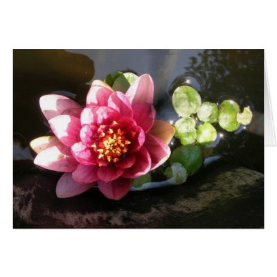 August Waterlily Cards by S_Evelyn_Vincent